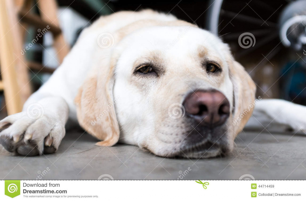yellow-lab-middle-aged-labrador-retriever-lies-garage-floor-ladder-bicycle-out-focus-background-grey-44714459.jpg